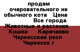 продам очаровательного не обычного кота › Цена ­ 7 000 000 - Все города Животные и растения » Кошки   . Карачаево-Черкесская респ.,Черкесск г.